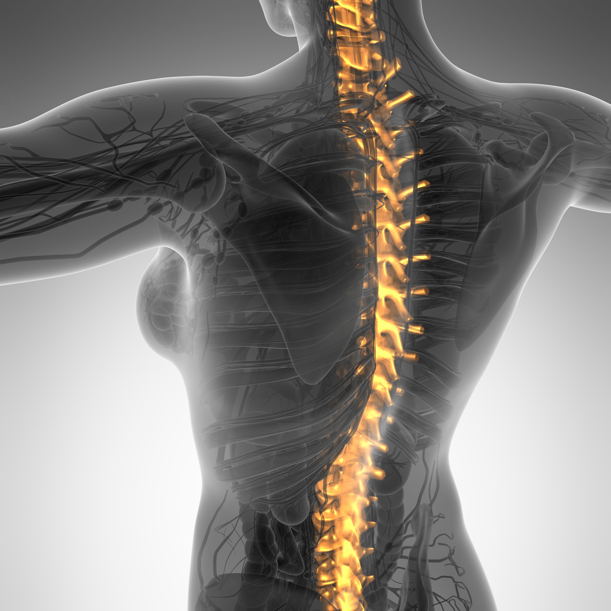 Can A Chiropractor Fix Posture? – Health 1st Chiropractic